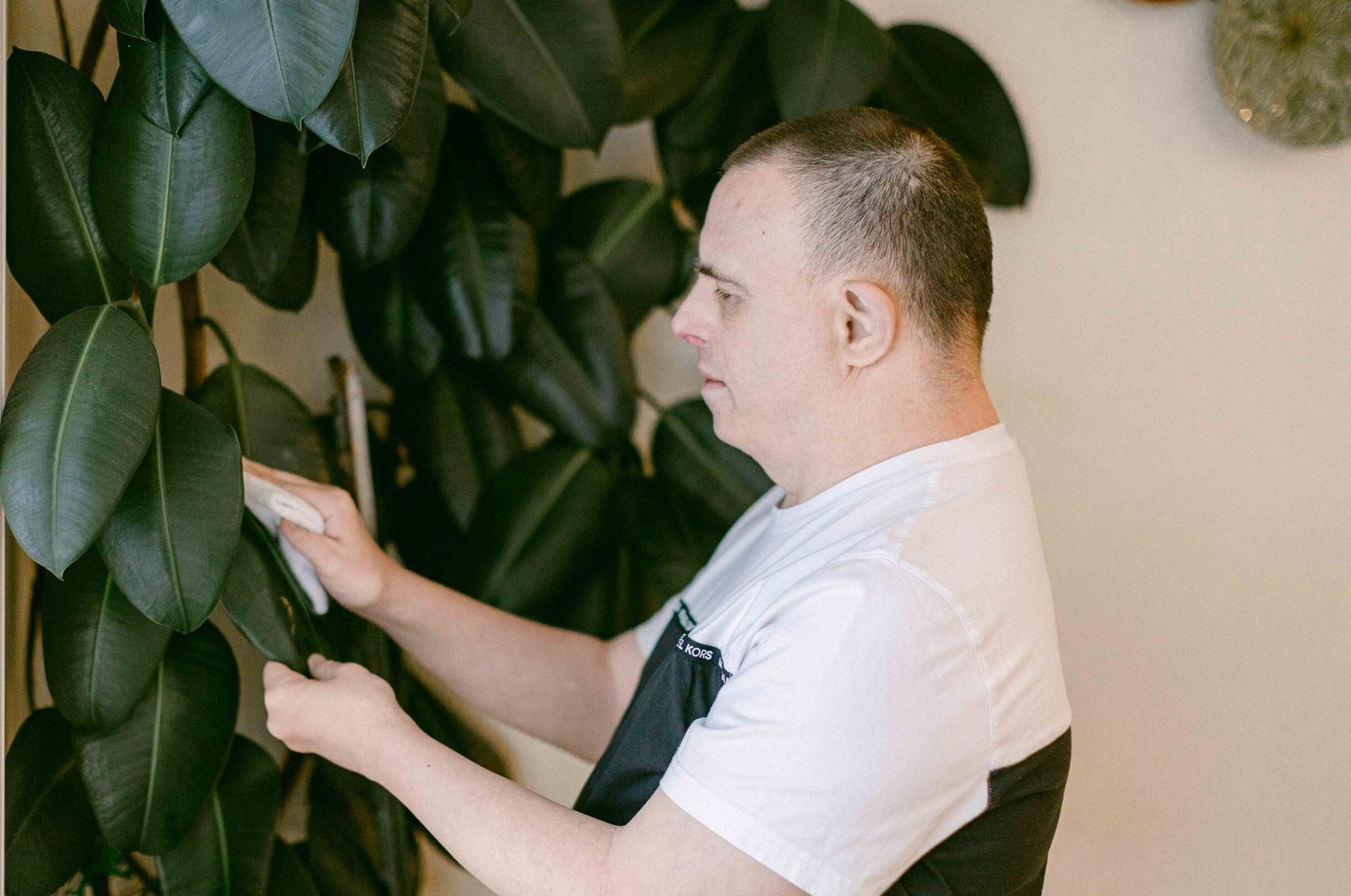 person wiping plant leaves